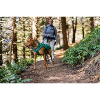 Eine Person führt einen braunen Hund mit einem grünen Geschirr auf einem Waldweg, umgeben von Bäumen und Grün.