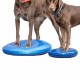 Zwei braune Hunde stehen auf blauen Balance-Discs, einer trägt ein rotes Halsband und der andere ein blaues Halsband.