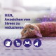 Oranger getigerter Kater liegt auf dem Rücken mit lila Funkeln; deutsche Überschrift 'Hilft, Anzeichen von Stress zu reduzieren' und Symbole.