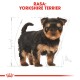 Ilustracja szczeniaka Yorkshire Terriera z czarną i tanową sierścią, z napisem "RASA: YORKSHIRE TERRIER" powyżej.
