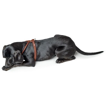 Ein schwarzer Hund liegt, trägt ein braunes Geschirr, mit gesenktem Kopf und überkreuzten Pfoten.