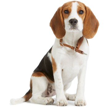 Ein sitzender Beagle-Hund mit braun-weißer Fellfarbe, der ein braunes Lederhalsband trägt und ein freundliches Wesen zeigt.