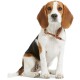 Ein sitzender Beagle-Hund mit braun-weißer Fellfarbe, der ein braunes Lederhalsband trägt und ein freundliches Wesen zeigt.