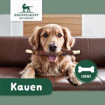 Ein Golden Retriever sitzt auf einer braunen Leder-Couch und hält einen Kauknochen im Mund. Der Text lautet 'Kauen' und 'CHEWS.'