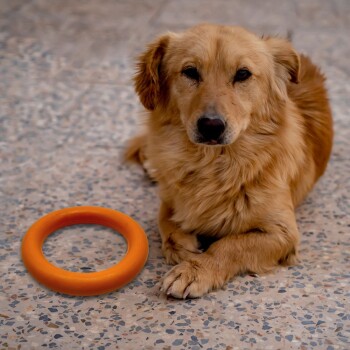 Ein Golden Retriever liegt auf einem strukturierten Boden neben einem orangen Gummiring-Spielzeug.