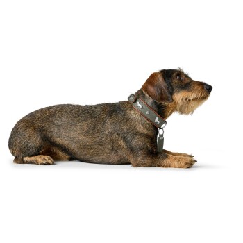 Drahthaariger brauner Dackel liegt und trägt ein olivgrünes Halsband mit weißen Hunde-Symbolen und einer Metall-ID-Plakette, blickt nach rechts.