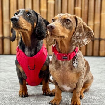 Zwei niedliche Dackel sitzen nebeneinander, einer trägt ein leuchtend rotes Geschirr und der andere ein passendes Halsband mit einem Anhänger, vor einem Bambushintergrund.