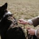 Hände, die einen Leinenkarabiner an ein hellbraunes, gepolstertes Geschirr bei einem schwarz-weißen Hund im Freien einhaken.