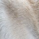Nahaufnahme von weichem, hellfarbigem Haustierfell mit feiner, glatter Textur.