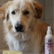 Ein goldener Hund steht neben einer Flasche "Shampoo Shiny" für glänzendes Fell und einer gelben Bürste, in einem gefliesten Badezimmer platziert.