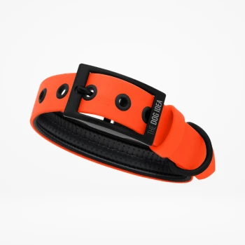 Helle orangefarbene Hundehalsband mit einer schwarzen Schnalle und Löchern zur Anpassung, mit dem Text "THE DOG IDEA."