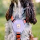 Geschirr Color Block Salmon Pink Mix M