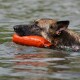 Deutscher Schäferhund schwimmt im Wasser und hält eine orangefarbene Trainingsattrappe im Maul.