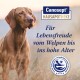Ein brauner Hund auf einem Sonnenuntergangsfeld mit dem Text "Canosept HAUSAPOTHEKE" und "Für Lebensfreude vom Welpen bis ins hohe Alter".