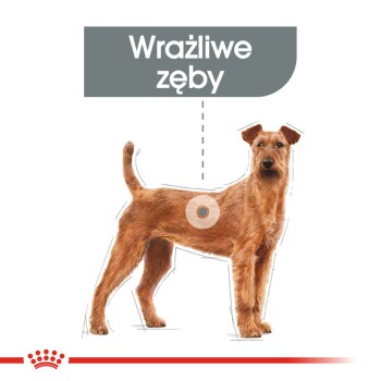 Ilustracja stojącego psa z tekstem "Wrażliwe zęby" powyżej, podkreślająca wrażliwość dentystyczną.