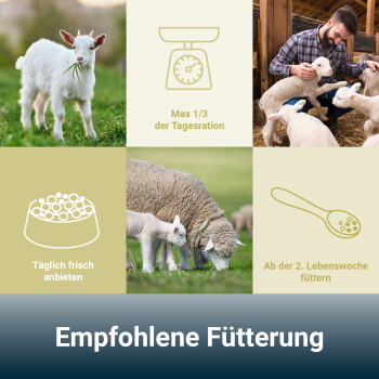 Collage aus Zicklein und Lämmern mit Fütterungs-Ikonen und deutschen Hinweisen: 'Max. 1/3 der Tagesration'; 'Empfohlene Fütterung'.