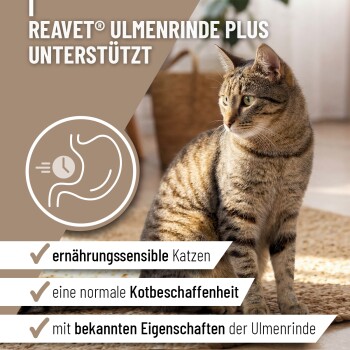 Ein klares Glasgefäß gefüllt mit hellbraunem Pulver, begleitet von einem kleinen transparenten Messlöffel an der Seite.