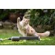 Flauschige orange-weiße Katze spielt mit einem rotierenden Rasensprenger, der Wassertropfen in einem grünen Garten versprüht.