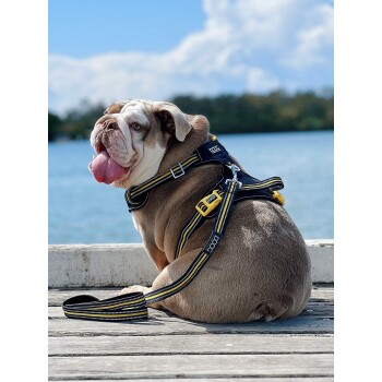 Ein entspannter Bulldogge, die ein schwarzes und gelbes Geschirr trägt, sitzt auf einem Holzsteg, blickt auf das Wasser mit herausgestreckter Zunge, unter einem blauen Himmel.