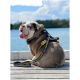 Ein entspannter Bulldogge, die ein schwarzes und gelbes Geschirr trägt, sitzt auf einem Holzsteg, blickt auf das Wasser mit herausgestreckter Zunge, unter einem blauen Himmel.