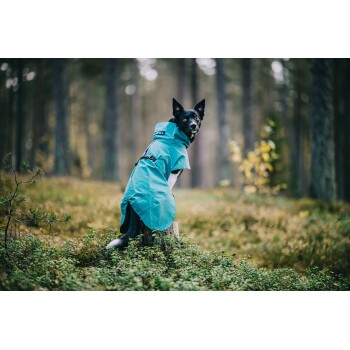 Ein schwarz-weißer Hund in einem türkisfarbenen Regenmantel steht auf einem Baumstumpf im Wald, umgeben von Grün und sanftem Licht.