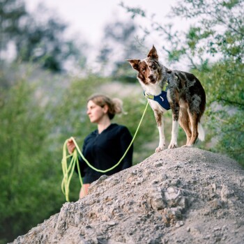 Ein brauner und weißer Hund steht auf einem Erdhügel, trägt ein blaues Geschirr und eine lange grüne Leine, während eine Person in einer schwarzen Jacke die Leine hält.