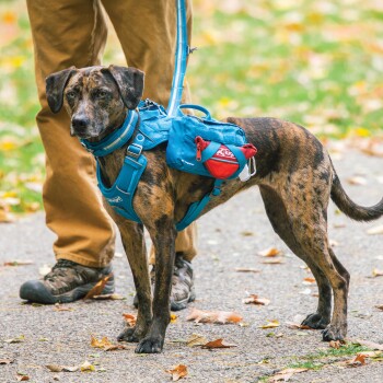 Ein gestromter Hund mit einem blauen Geschirr und einem kleinen blauen Rucksack steht auf einem mit Blättern bedeckten Weg, mit einer Person in beigen Hosen in der Nähe.