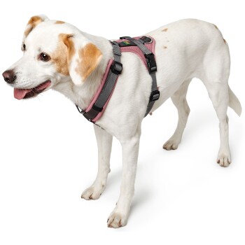 Ein glücklicher weißer Hund mit hellbraunen Flecken, der ein pinkes und graues Geschirr trägt, steht vor einem weißen Hintergrund.