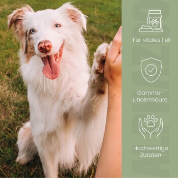 Tabelle mit täglichen Fütterungsmengen für Hunde und Katzen basierend auf dem Gewicht, mit einer Schüssel voller Tabletten im Hintergrund.