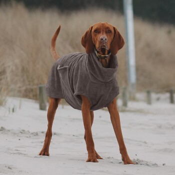 Ein brauner Hund, der ein gemütliches, übergroßes graues Handtuch trägt, steht an einem sandigen Strand, umgeben von hohem Gras und Holzpfosten.