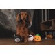Een bruine hond zit op een houten vloer omringd door drie Halloween-thema pluche speelgoed: een zwarte kat, een mummie en een pompoen.