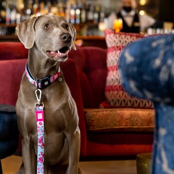 Grauer Weimaraner-Hund trägt ein rosa-blaues Blumenhalsband und Leine, sitzt drinnen vor einem roten Sofahintergrund.