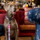 Grauer Weimaraner-Hund trägt ein rosa-blaues Blumenhalsband und Leine, sitzt drinnen vor einem roten Sofahintergrund.