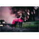 Ein schwarz-weißer Hund, der einen leuchtend pinken Regenmantel trägt, steht auf einem Kopfsteinpflasterweg und schaut in die Ferne gegen einen Dämmerungshimmel.