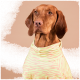 Brauner Hund trägt einen hellgrünen und rosa gestreiften Rollkragenpullover mit Zebramuster vor beigem Hintergrund.