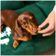 Brauner Dackel auf einem grünen Sofa schnüffelt an einem kleinen runden Leckerli, das von einer Hand gehalten wird.