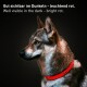 Nahaufnahme eines Hundes mit einem leuchtend roten Halsband mit dem Text: "Gut sichtbar im Dunkeln - leuchtend rot."