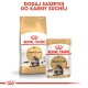 Opakowanie karmy dla kotów Royal Canin Maine Coon pokazuje dużą torbę i mniejszą saszetkę, z wizerunkiem kota Maine Coon i promocją suchej karmy.