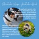 Ein glücklicher Hund an der Leine im Freien, mit Text über das Management von Stress bei Hunden mit Baldrian, Johanniskraut und L-Tryptophan.