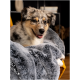 Ein flauschiger Hund ruht sich auf einer weichen grauen Decke aus, in einer gemütlichen Umgebung mit verschwommenen Regalen im Hintergrund.