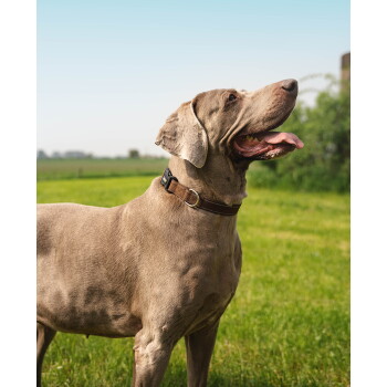 Leopard Shades Of Grey Hundehalsband Verstellbar – Graues Tierdruck-Design (Größe M)