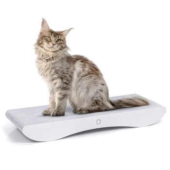 Eine flauschige Maine Coon Katze mit hellbraunem und weißem Fell sitzt auf einem modernen, geschwungenen Kratzpad mit strukturierter Oberfläche.