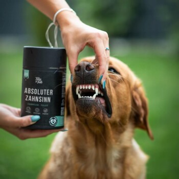 Golden Retriever zeigt saubere Zähne, während Hände die Lefze anheben; Person hält einen Behälter mit der Aufschrift 'ABSOLUTER ZAHNSINN'.