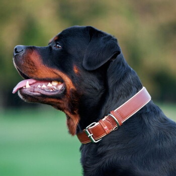 Rottweiler in profiel met bruine leren halsband met gesp, tong uit tegen een onscherpe groene buitenachtergrond.