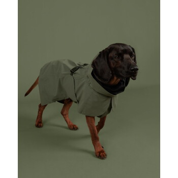 Schwarz-brauner Hund in olivgrünem Regenmantel, läuft vor einem passenden grünen Studiohintergrund