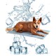 Ein brauner Hund liegt auf einer grauen Kühlmatte, umgeben von Wasserspritzern und Eiswürfeln, was auf eine erfrischende Umgebung hindeutet.