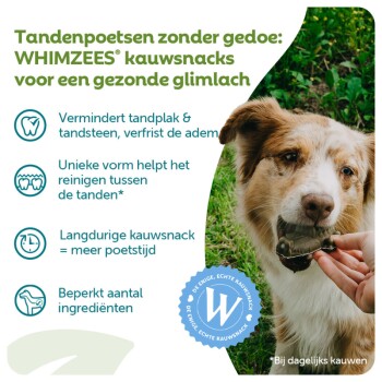 Hond neemt WHIMZEES-tandkauw met Nederlandse tekst: 'Tandenpoetsen zonder gedoe: WHIMZEES kauwsnacks voor een gezonde glimlach'
