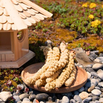 Ein hölzernes Vogelhaus neben einem Teller mit Hirsehalmen, mit einem kleinen braunen Vogel, der in der Nähe auf einem Bett aus Kieselsteinen und Moos steht.