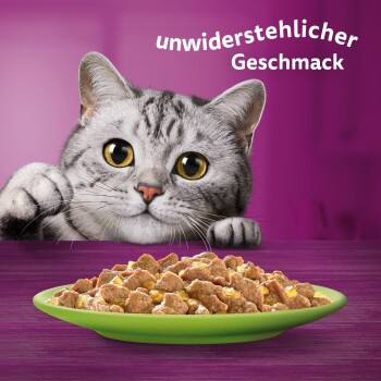 Un chat gris curieux avec de grands yeux se penche sur une assiette verte de nourriture sèche sur un fond violet. Texte : "unwiderstehlicher Geschmack."