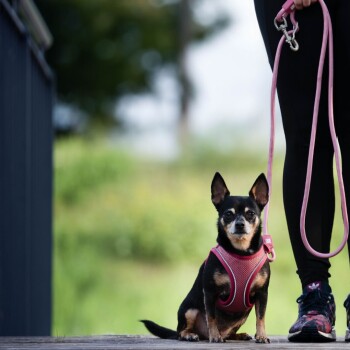 Kleiner schwarz-brauner Hund mit rosa Geschirr und Leine, sitzend neben einer Person in schwarzen Leggings und Turnschuhen.